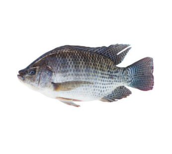 Tilapia Fresh Fish