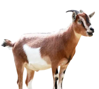 Goat Male