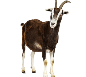 Goat Female – Half
