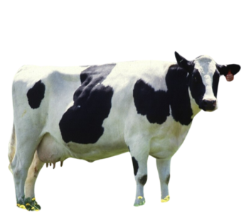 Cow Female