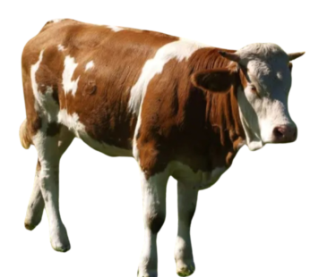 Cow Male